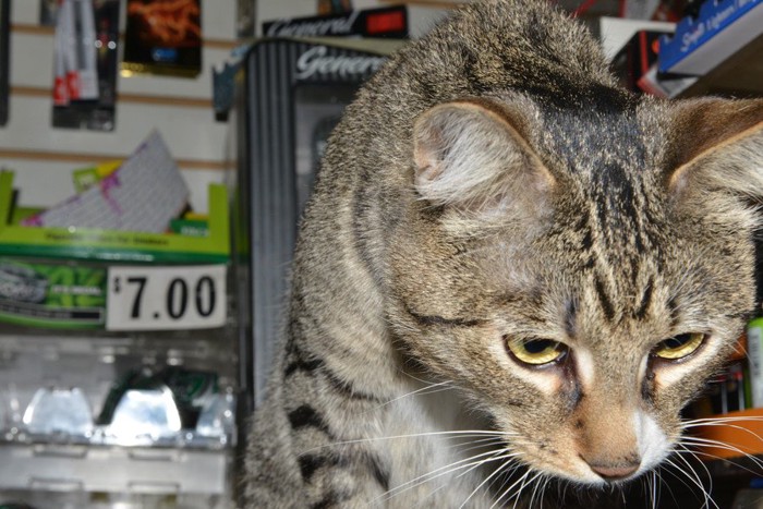 ボデガにいる猫