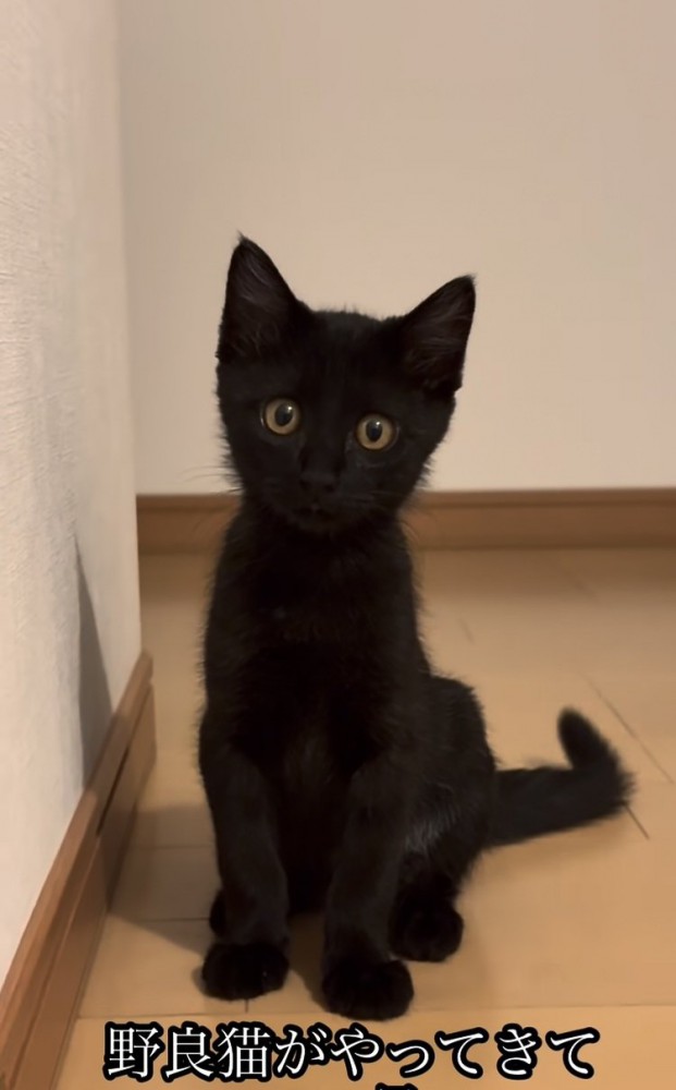 廊下に座って飼い主さんを見つめる子猫