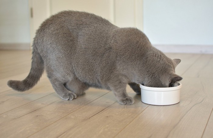 食べる猫