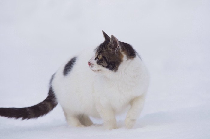 雪