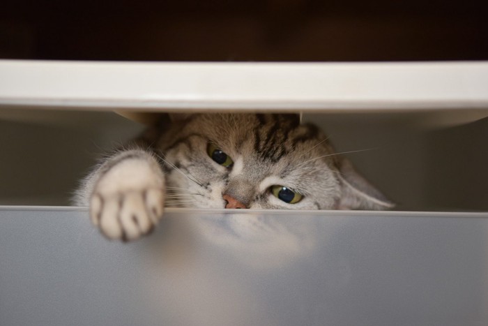 いたずらをする猫