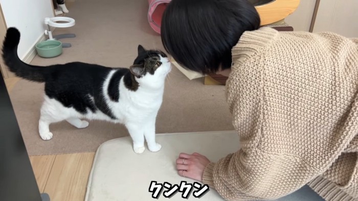 人の顔に顔を近づける猫