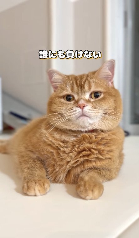 満足げに横になる猫