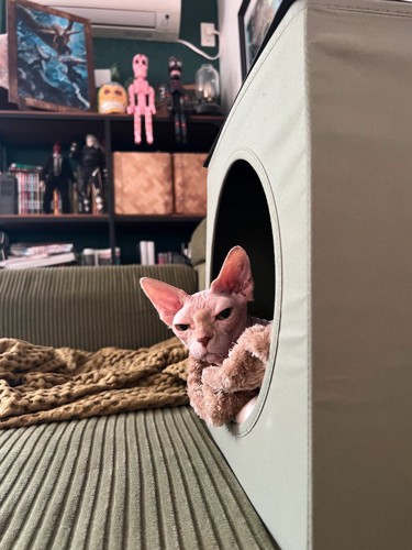 ペットハウスから顔を出す猫