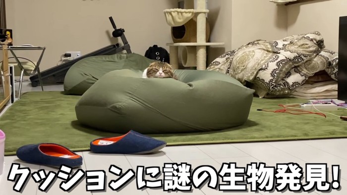 クッションの上で寝ている猫