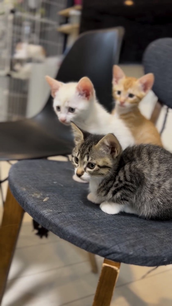 椅子に座る3匹の仔猫