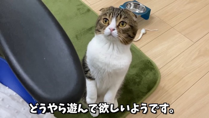 後ろ足で立ち上がる猫