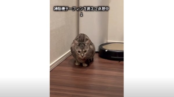 座る猫