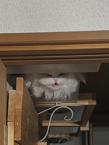 ドアの陰から飼い主を見つめる白い猫