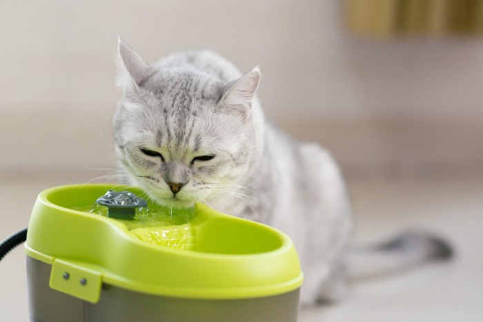 自動給水器の水を飲む猫