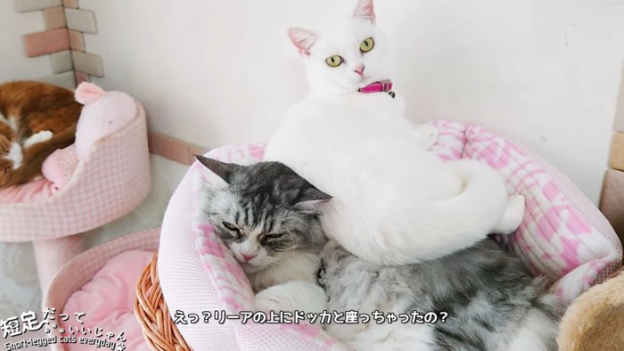 白猫と長毛の猫