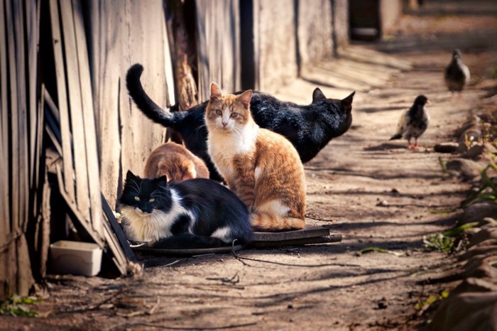 野良猫たち