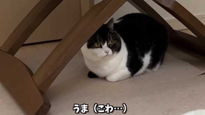 隠れている猫