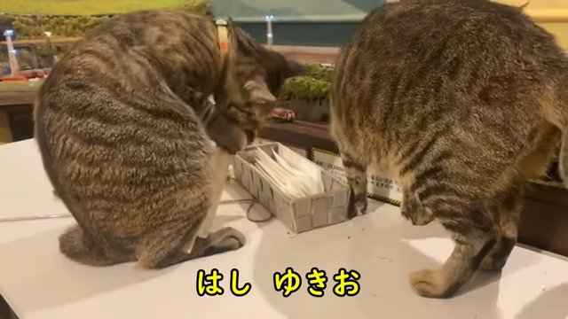 店内の割り箸で遊ぶならちゃんとらいあちゃん