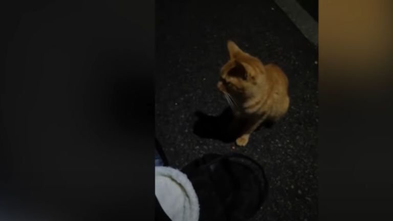 夜間外にいる猫