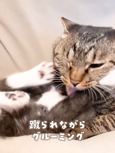 目を閉じて子猫をなめる成猫