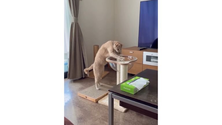 透明ボウルと猫