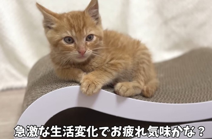 大きな爪とぎの上で休む猫