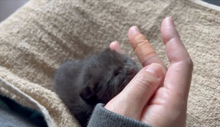 飼い主さんの指を吸うスイちゃん