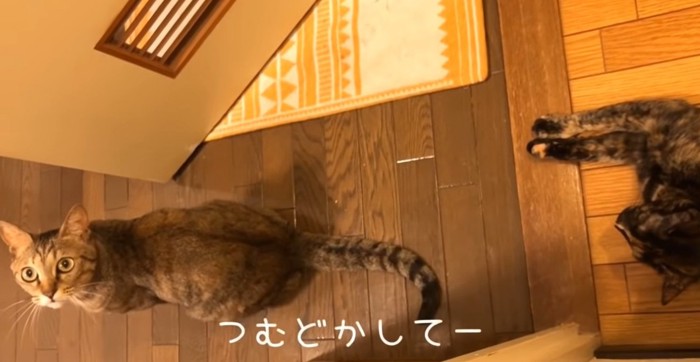 はちちゃんに助けを求める飼い主さん