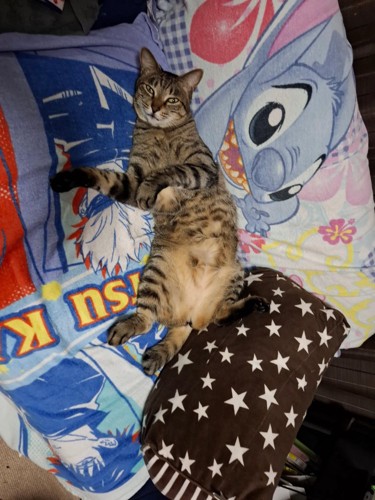 仰向けで寝る猫