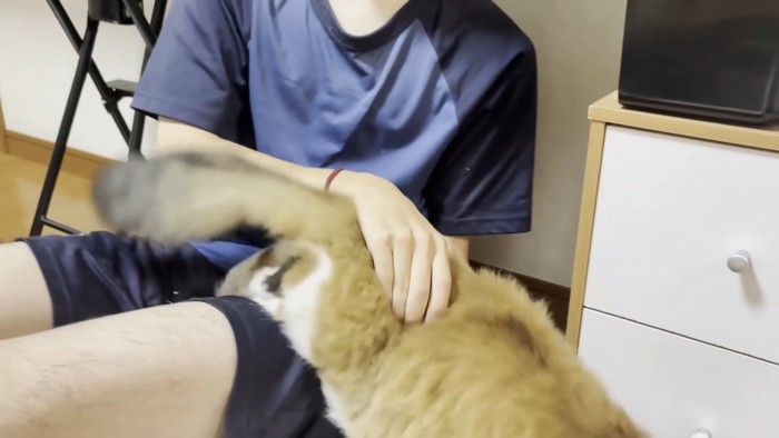 膝から逃げようとする長毛猫ちゃんとしっぽの付け根を押さえて阻止する息子さん