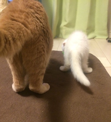 ごはんを食べる2匹の猫の後ろ姿