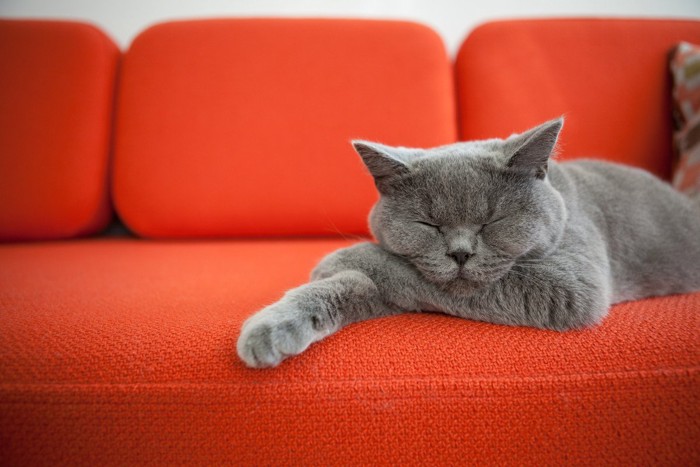 赤いソファーでくつろぐグレイ猫