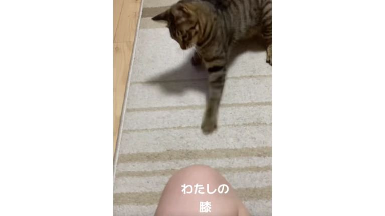猫パンチしている猫