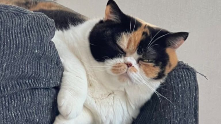 室内にいる猫