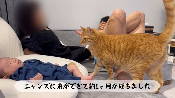 とらまる、ももまるの『弟』