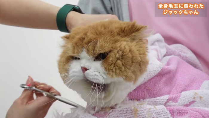 怒る猫