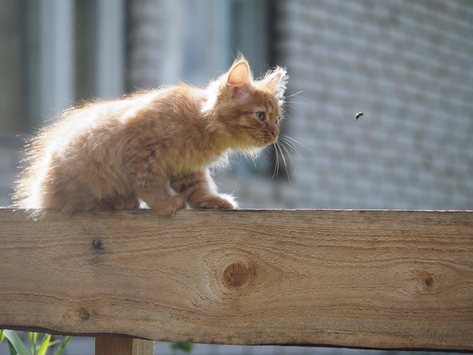 猫と小さな虫