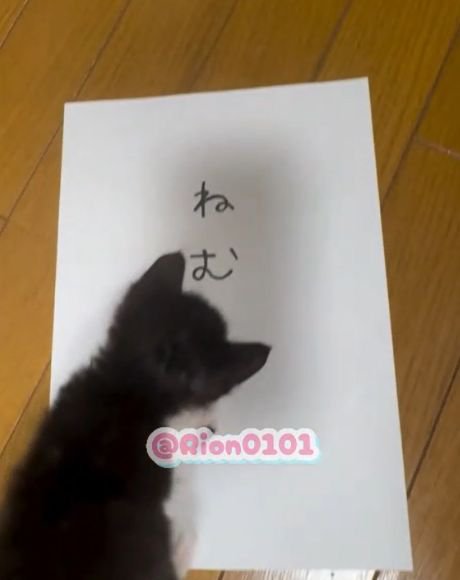 「ねむ」と書かれた紙の上に乗る子猫