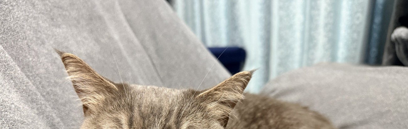 猫の頭