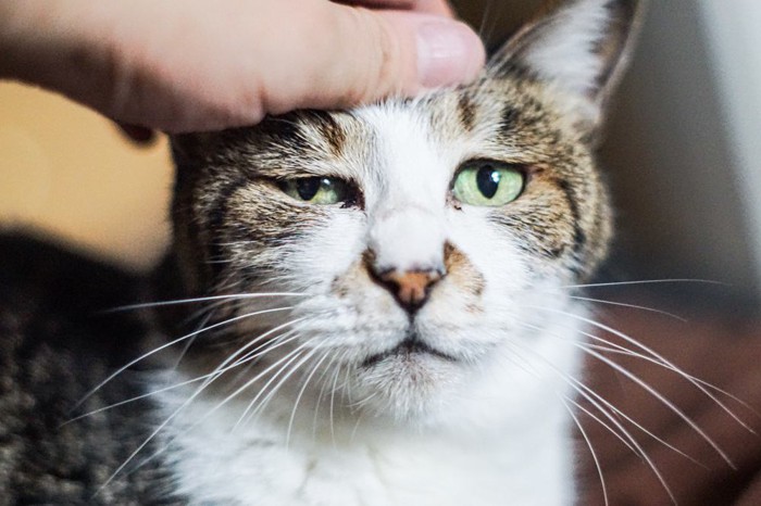 嫌がる猫
