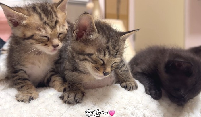 3匹の子猫が並んで眠っている