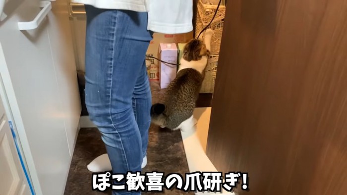 かごで爪とぎをする猫