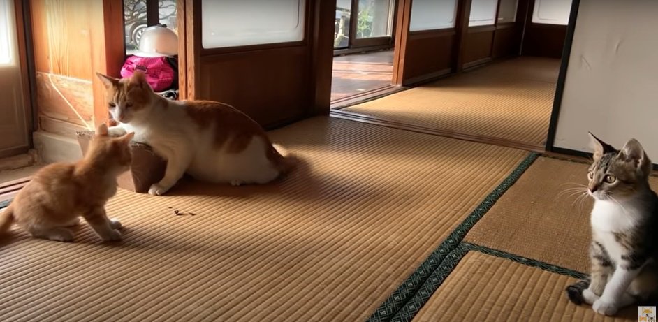 3匹の猫