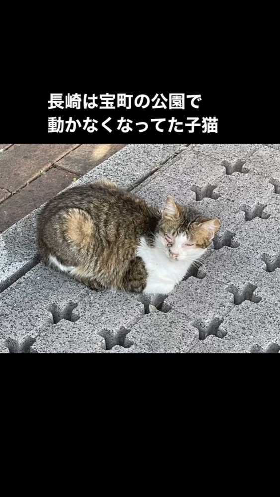 地面に座る猫