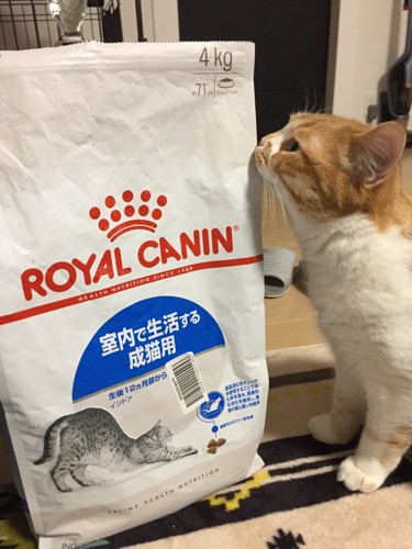 インドアフードと猫