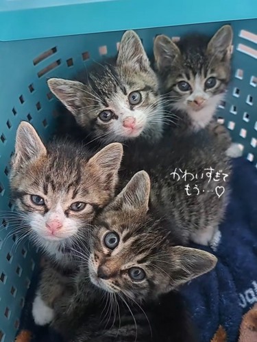 キャリーの中に子猫たち