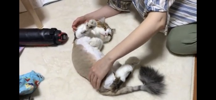 撫でられる猫