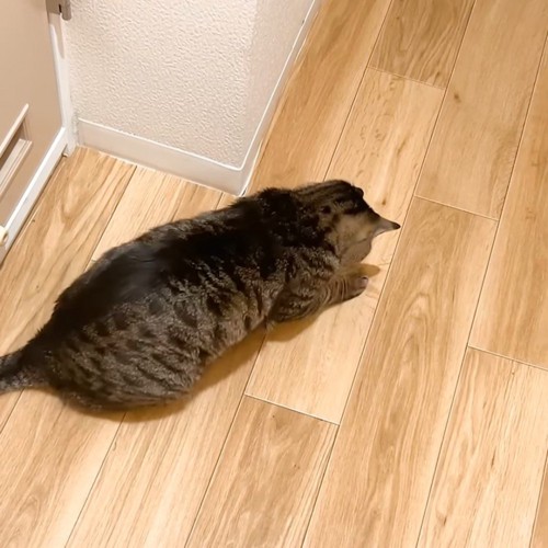 前足で何かを押さえた猫