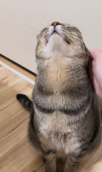 なででもらえない猫