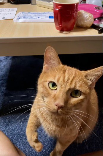 座って鳴いている猫