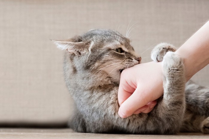 腕を甘噛みされている飼い主