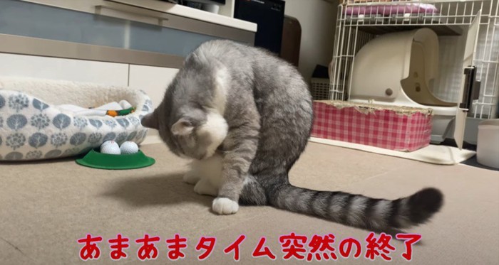 毛繕いする猫