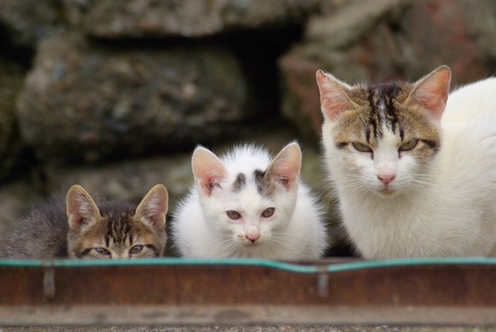 警戒してこちらを見る母猫と子猫