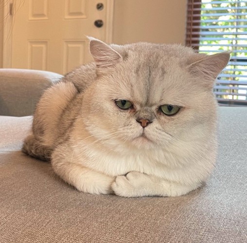 むすっとした表情